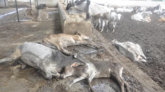 The cows at Bharatpur transit camp.(HT Photo)