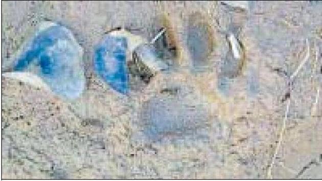 Fresh pug marks of a leopard were found in several villages in Nuh district on Friday morning.(HT Photo) Fresh pug marks of a leopard were found in several villages in Nuh district on Friday morning.(HT Photo)