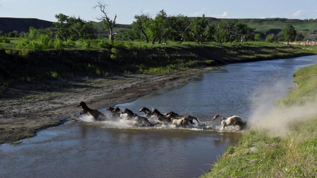 Horses run through a river near Arvol Lookinghorse’s home. Under the treaty, the government recognized the Black Hills of the Dakota Territory as part of the Great Sioux Reservation and hostilities ended between the Sioux and white settlers. The ceremony began on a hill, in a circle, organisers sharing a pipe while Ivan sang a Lakota song. Lakota ceremonies cannot be photographed or taped because they are sacred. (Stephanie Keith / REUTERS)