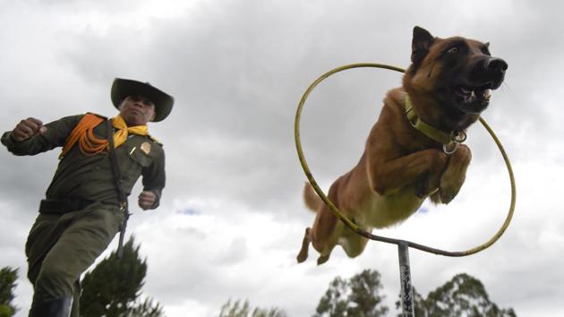 A sniffer dog jumps through hoops, during a training session at the School of Guides and Canine Training (ESGAC) in Facatativa municipality, Cundinamarca department, Colombia. (Raul Arboleda / AFP) A sniffer dog jumps through hoops, during a training session at the School of Guides and Canine Training (ESGAC) in Facatativa municipality, Cundinamarca department, Colombia. (Raul Arboleda / AFP)