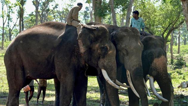 Mahouts block a wild bull elephant at the Dubare Elephant Camp. Krishnan’s group has developed a simple yet effective system around local villages allowing sightings to be immediately verified and passed on. “We set up display boards around key elephant routes and set up SMS services for early warnings about an elephant’s presence, which has significantly reduced such chance encounters,” he said. (Manjunath Kiran / AFP)