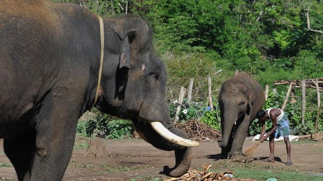 A mahout sweeps to clean the surroundings where an elephant and a calf are kept at the Dubare Elephant Camp. Spots for new arrivals are readied before they are captured; hay and leaves are spread beforehand. After the resting period, mahouts start taming and training the elephants. (Manjunath Kiran / AFP)