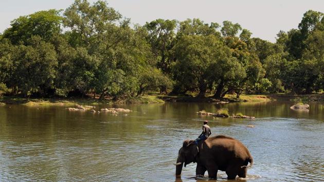 A mahout takes an elephant for a bath in the waters of the Cauvery River. Despite such services workers still regularly see herds of elephants around plantations in the region. “Nothing has changed,” said Girish, who lost his brother to an elephant trampling incident. “Locals can only keep chasing them away till they return as, they, like us, have nowhere else to go.” (Manjunath Kiran / AFP)