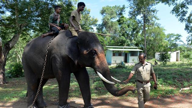 A forestry official pats Ranjan, a tamed elephant at the Dubare Elephant Camp. Here in Karnataka, forest rangers, mounted on elephants themselves, capture problem pachyderms, of which there are more and more, and bring them to this camp. J.C. Bhaskar, an employee here, describes it “like a jail” but it is more of a rehabilitation and training centre. (Manjunath Kiran / AFP)