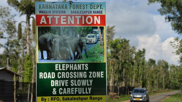 The elephants too are paying a heavy price with around 700 fatalities in the last eight years. Most were killed by electric fences, poisoned or shot by locals angry at family members killed or crops destroyed, and accidents on railway cutting through ancient migratory routes. And Karnataka, home to India’s largest elephant population with more than 6,000 - 20% of the total- is on the frontline. (Manjunath Kiran / AFP)
