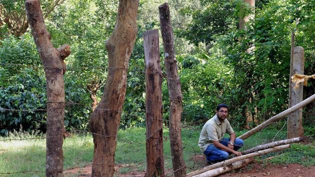 Vinod Krishnan, a research affiliate of the Nature Conservation Foundation, shows a part of a fence at a coffee estate that was trampled by elephants in Kechammana Hosakote village in Hassan District. The only effective method he says is better information-sharing. “Everything else has already been tried unsuccessfully. This includes deep trenches, normal or solar-powered fences and even fire crackers.” (Manjunath Kiran / AFP)