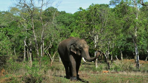 The government, like many other stakeholders in this complex situation, appears undecided about what best to do. “It is very difficult to escape our population or development pressure,” a senior government official told AFP on anonymity. “Unless it’s addressed, all of us just have to learn to live with the reality of such encounters.” (Manjunath Kiran / AFP)