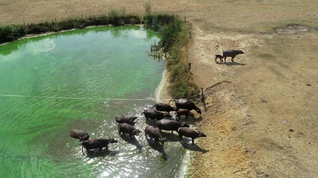 An aerial photograph shows a group of water buffalo walking from a water pool onto parched earth at Beckum, Germany. In the Netherlands, where the current heatwave is the longest-ever recorded -- with temperatures reaching 35 C on Friday -- people are beginning to experience water shortages, even if drinking supplies remain unaffected for now. (Eric Brinkhost  / ANP / AFP) 