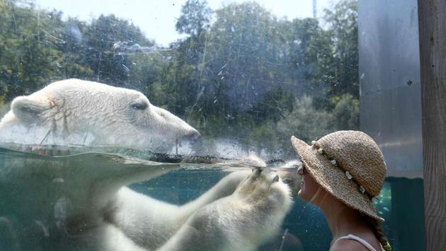 A woman looks through the glass of the enclosure of a Polar bear as he cools off in the water at the zoo in Mulhouse, France. As many in Poland look for a cool respite from the scorching weather, the police has issued caution highlighting that nearly 250 people had drowned since the beginning of April, including 75 in July alone. (Sebastien Bozon / AFP) 