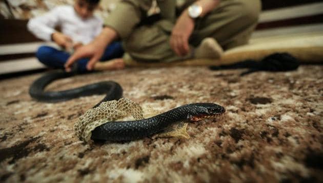 Five to ten snake-bite cases are reported from each of the 20 community centres in the state every month during the monsoon.(Reuters File)
