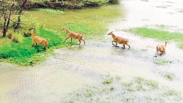 Images of deer in Aravalli forests as captured by drones. (HT Photo) Images of deer in Aravalli forests as captured by drones. (HT Photo)