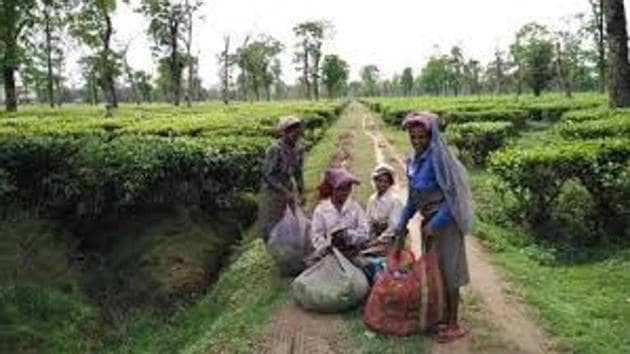 Operations in the gardens in the foothills of the Himalayas in the Terai and Dooars region came to a standstill. (HT Photo) Operations in the gardens in the foothills of the Himalayas in the Terai and Dooars region came to a standstill. (HT Photo)