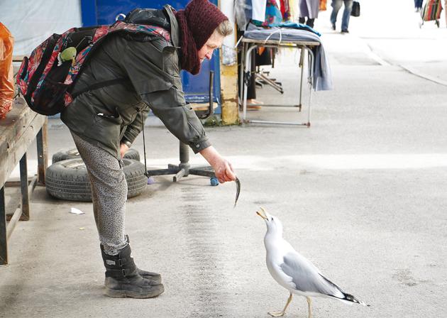 An old shopper feeds a seagull near the Central Market in Riga (Don Sebastian) An old shopper feeds a seagull near the Central Market in Riga (Don Sebastian)