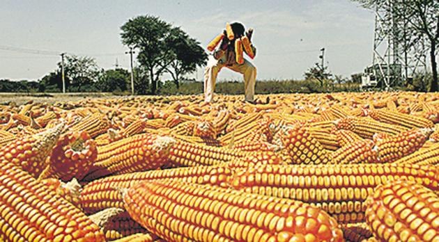 India produces more than 20 million tonnes of maize every year, with the highest area under cultivation in Karnataka.(For representation) India produces more than 20 million tonnes of maize every year, with the highest area under cultivation in Karnataka.(For representation)