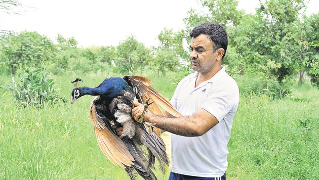 Anil Gandass with a peacock he rescued. (Sanjeev Verma/HT PHOTO) Anil Gandass with a peacock he rescued. (Sanjeev Verma/HT PHOTO)
