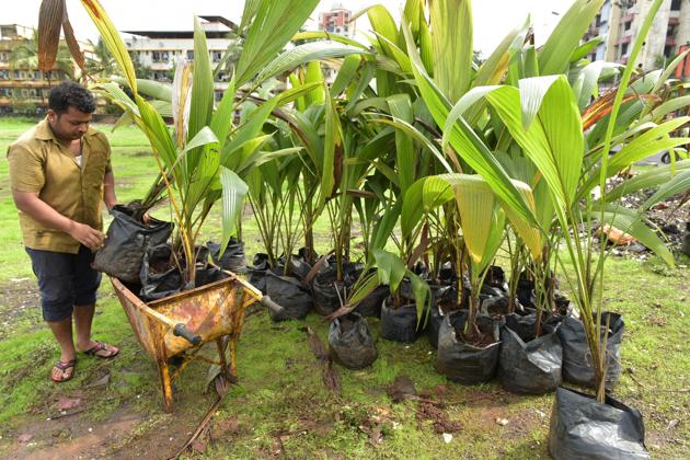 The civic body will provide a sapling and a metal board on which the family can write the reason for planting the sapling. Family members can visit the saplings annually to refresh their memories.(Pic for representation)