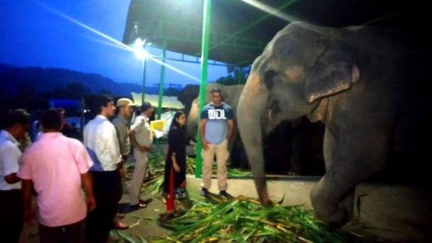 The elephants were seized on Thursday evening and shifted to Aamdanda area of Corbett Tiger Reserve where the mahouts and forest staff will take care of them(HT Photo)