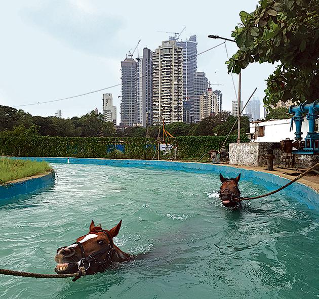 Swimming pool for horses, Race Course. (Ritesh Uttamchandani) Swimming pool for horses, Race Course. (Ritesh Uttamchandani)