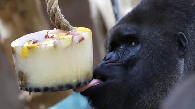 Western lowland gorilla Richard licks ice cream, prepared from fruits, for the gorillas to cool down during a heat wave at Prague Zoo, Czech Republic. (Petr David Josek / AP) Western lowland gorilla Richard licks ice cream, prepared from fruits, for the gorillas to cool down during a heat wave at Prague Zoo, Czech Republic. (Petr David Josek / AP)