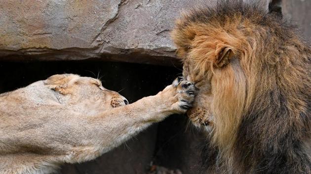 A lioness takes a swipe at Bhanu the Asiatic lion during an event to publicise World Lion Day at London Zoo in London, England. (Toby Melville / REUTERS) A lioness takes a swipe at Bhanu the Asiatic lion during an event to publicise World Lion Day at London Zoo in London, England. (Toby Melville / REUTERS)