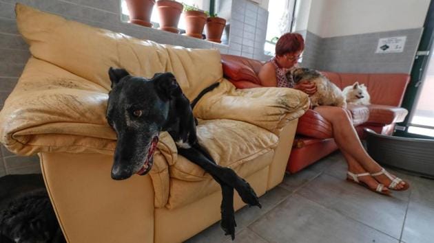 Victor, a 15-year-old Galgo Hound, sits on a sofa next to Belgian Valerie Luycx, a founder of the association “Les Petits Vieux” acting as home for dozens of elderly animals, including dogs, cats, pigs and goats in Chievres, Belgium. (Yves Herman / REUTERS) Victor, a 15-year-old Galgo Hound, sits on a sofa next to Belgian Valerie Luycx, a founder of the association “Les Petits Vieux” acting as home for dozens of elderly animals, including dogs, cats, pigs and goats in Chievres, Belgium. (Yves Herman / REUTERS)