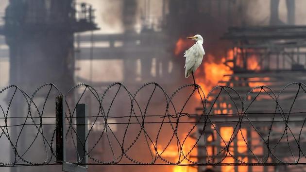 A cattle Egret sits on a parameter fence as smoke rises from a fire which broke out after a blast at BPCL Mahul refineries in Mumbai, Maharashtra on August 08, 2018. (Mitesh Bhuvad / PTI) A cattle Egret sits on a parameter fence as smoke rises from a fire which broke out after a blast at BPCL Mahul refineries in Mumbai, Maharashtra on August 08, 2018. (Mitesh Bhuvad / PTI)