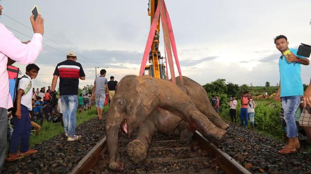 A dead elephant is lifted with an excavator while onlookers take pictures after the Howrah-Mumbai Gyaneshwari Super-Fast train hit a herd crossing the train tracks between Kanimohali and Gidhni railway station at the border of Jharkhand and West Bengal on August 07, 2018. (AFP) A dead elephant is lifted with an excavator while onlookers take pictures after the Howrah-Mumbai Gyaneshwari Super-Fast train hit a herd crossing the train tracks between Kanimohali and Gidhni railway station at the border of Jharkhand and West Bengal on August 07, 2018. (AFP)