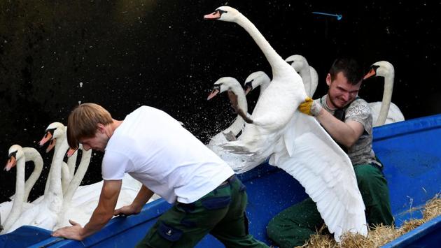 Swans are rounded up at Hamburg’s inner city lake Alster. Due to hot weather the swans are collected from waterways around the northern city of Hamburg, Germany, and taken to quarters where they usually spend the winter. (Fabian Bimmer / REUTERS) Swans are rounded up at Hamburg’s inner city lake Alster. Due to hot weather the swans are collected from waterways around the northern city of Hamburg, Germany, and taken to quarters where they usually spend the winter. (Fabian Bimmer / REUTERS)