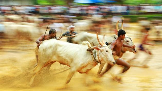 Men race oxen in a paddy field during the ‘Oorchatheli’ festival in Kozhikode, Kerala on August 4, 2018. (Arun Arc / AFP) Men race oxen in a paddy field during the ‘Oorchatheli’ festival in Kozhikode, Kerala on August 4, 2018. (Arun Arc / AFP)