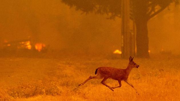 A deer runs from flames as the Ranch Fire tears down New Long Valley Road near Clearlake Oaks, California. (Noah Berger / AFP) A deer runs from flames as the Ranch Fire tears down New Long Valley Road near Clearlake Oaks, California. (Noah Berger / AFP)