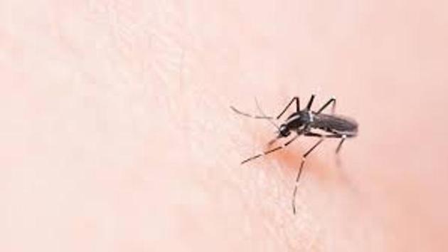 Malaria and dengue cases for the entire 2016 were 23,983 and 6,792 respectively. In 2015, 56,603 malaria cases and 4,936 dengue cases were reported.(Representational Image)