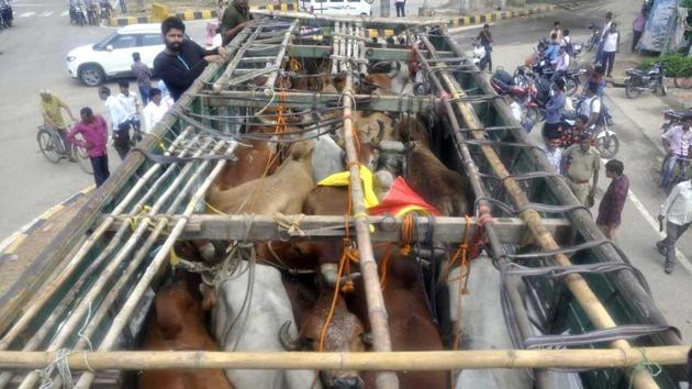 The truck carrying the bovines.(HT Photo)