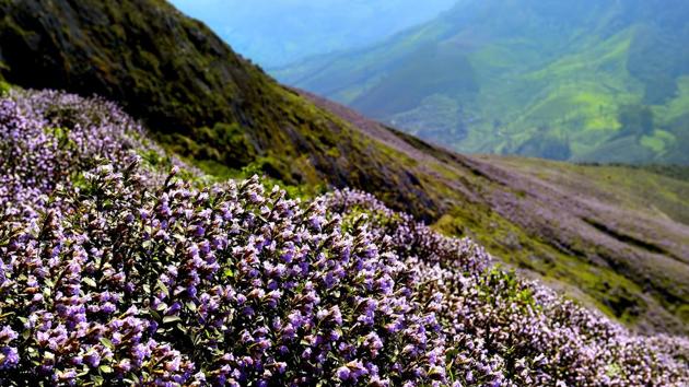 Burst of blue: When it bloomed last in 2006. ‘Neela kurinji’ lovers are gloomy, for the floods in Kerala struck at a time when the rare spectacle of the flower’s blooming was about to unfold.(MD Bijulal/HT Photo)