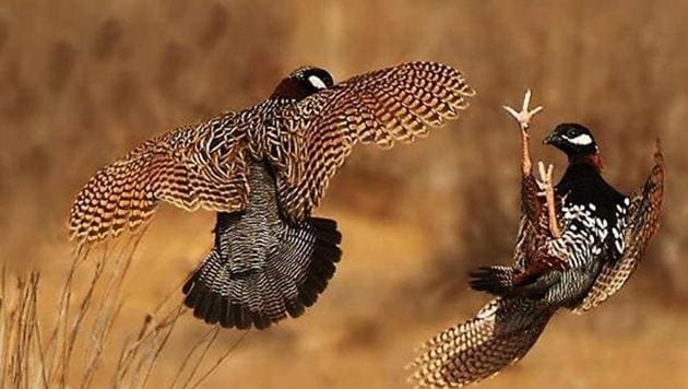 Male Black partridges fight over ‘land & lady’. (Just Hunters) Male Black partridges fight over ‘land & lady’. (Just Hunters)