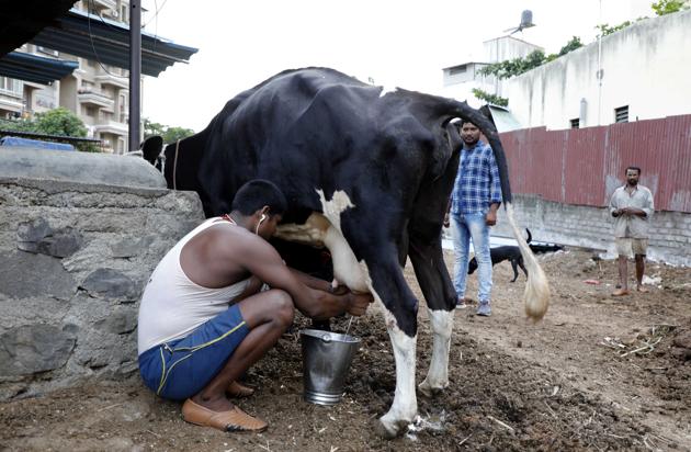 A dairy farmer at Sukhsagar Nagar Katraj in Pune.(HT Photo)