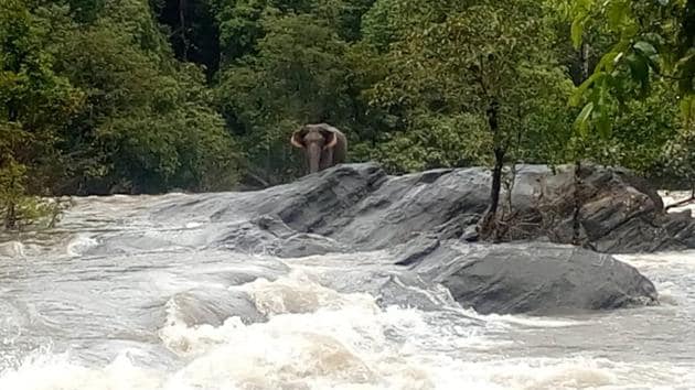 The stranded elephant was first noticed by locals and they immediately informed the forest department officials.(Picture: Sourced by special arrangement)