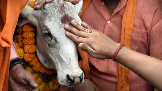 New Delhi, India - May 30, 2017: BJP Yuva Morcha activists offering pooja of a Calf during protest near AICC against slaughter of cow by the Youth Congress Leader in Kerala, in New Delhi, India, on Tuesday, May 30, 2017. (Photo by Mohd Zakir/ Hindustan Times)(Mohd Zakir/HT File Photo)