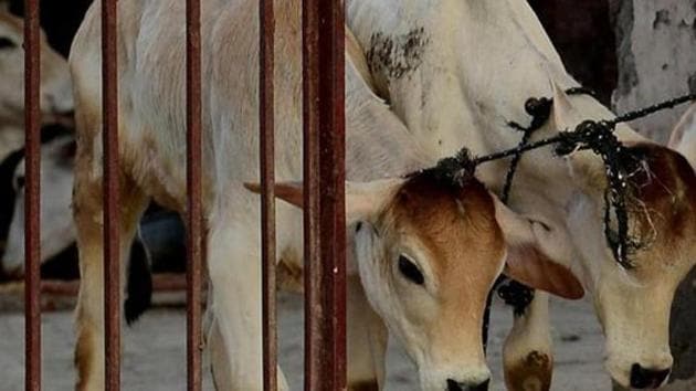 Cows at a shelter in New Delhi on April 25, 2017.(AFP/Getty Images) Cows at a shelter in New Delhi on April 25, 2017.(AFP/Getty Images)