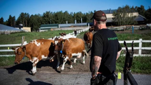 In this agricultural prison -- the biggest of the Swedish penitentiary system’s three farms —inmate routines are the same every day. Alfred meets up with his work assignment partner Sofian (both names have been changed to protect their identities) in the morning for two and a half hours of work and then once again in the evening. (AFP) In this agricultural prison -- the biggest of the Swedish penitentiary system’s three farms —inmate routines are the same every day. Alfred meets up with his work assignment partner Sofian (both names have been changed to protect their identities) in the morning for two and a half hours of work and then once again in the evening. (AFP)