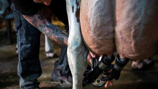An inmate milks dairy cows at the Rodjan open prison. Other inmates work on the farm watering the plants, repainting the gates, and mowing the lawn. And a dozen of them are in charge of the livestock. “I clean (the udder) to avoid the bacteria, then I disinfect it” before pulling the teats, Alfred said enthusiastically. (Jonathan Nackstrand / AFP) An inmate milks dairy cows at the Rodjan open prison. Other inmates work on the farm watering the plants, repainting the gates, and mowing the lawn. And a dozen of them are in charge of the livestock. “I clean (the udder) to avoid the bacteria, then I disinfect it” before pulling the teats, Alfred said enthusiastically. (Jonathan Nackstrand / AFP)
