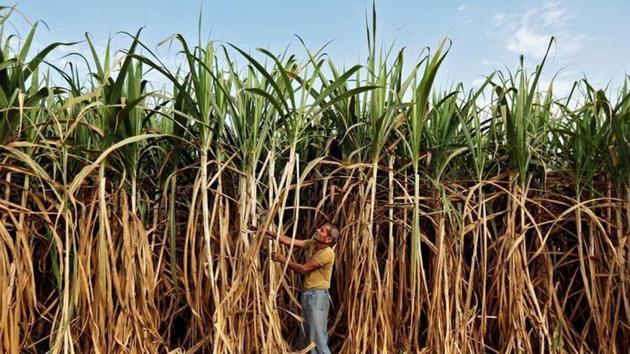 Contrary to the falling viability claim of mill owners, area under sugarcane has increased by 10,000 hectares over the previous season.(HT File)