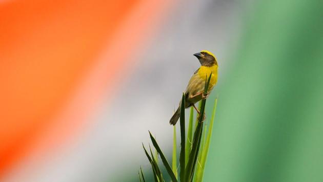 A Baya weaver sitting in front of the Indian flag on the eve of Independence Day at Japanese Garden, Sector 31, in Chandigarh. (Anil Dayal/HT)