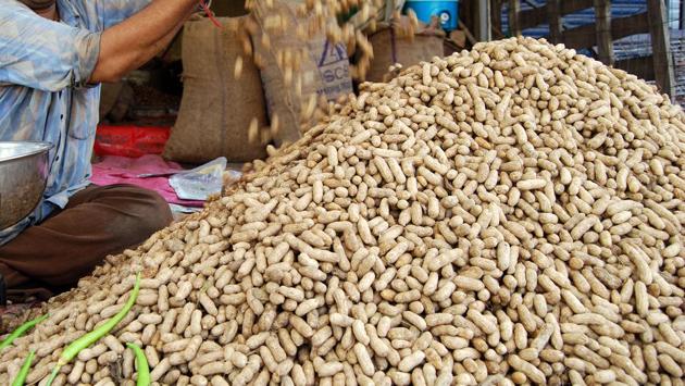 Nearly 30,000 sacks of groundnuts (each weighing 35 kg) were found mixed with sand and stones. They were kept at a private godown taken on rent by the National Agriculture Co-operative Marketing Federation of India (NAFED), which had procured the groundnut on behalf of the Gujarat government, at Pedhla town in Jetpur taluka of Rajkot district.(HT Photo for Representation)