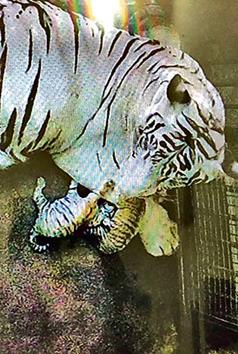 Three-year-old Nirbhaya with her two cubs.(Screengrab) Three-year-old Nirbhaya with her two cubs.(Screengrab)
