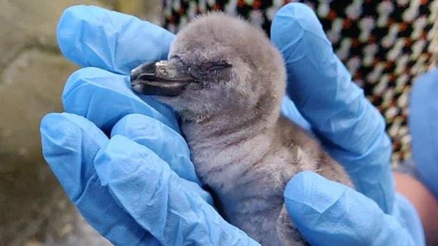 A Humboldt Penguin chick hatched out of the egg on Wednesday.(ANI Photo/Twitter)