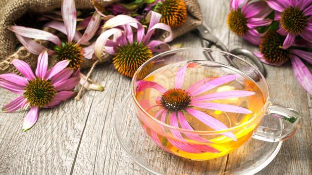 Echinacea tea is used at times for preventing or shortening the duration of the common cold. It can surely be used for soothing a sore throat. (shutterstock) Echinacea tea is used at times for preventing or shortening the duration of the common cold. It can surely be used for soothing a sore throat. (shutterstock)