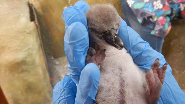 A Humboldt Penguin chick was born at Mumbai’s Veermata Jijabai Bhosale Udyan zoo, the first-ever such birth in India. “The egg hatched at 08.02pm on August 15. It appeared to be active and the mother was trying to feed it too,” Dr. Sanjay Tripathi, the zoo director said. (ANI) A Humboldt Penguin chick was born at Mumbai’s Veermata Jijabai Bhosale Udyan zoo, the first-ever such birth in India. “The egg hatched at 08.02pm on August 15. It appeared to be active and the mother was trying to feed it too,” Dr. Sanjay Tripathi, the zoo director said. (ANI)