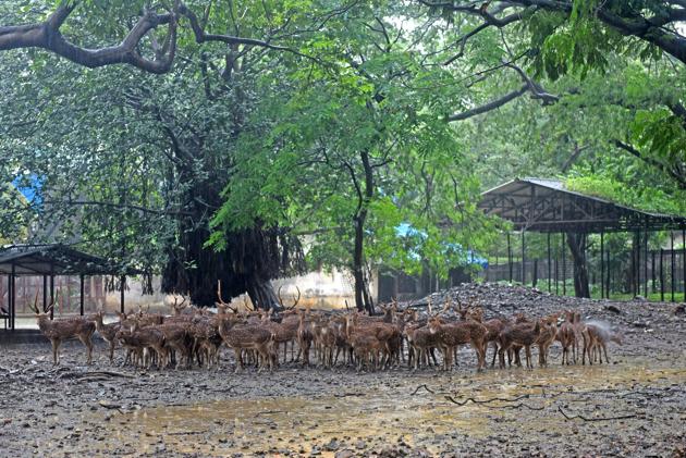 The Byculla zoo is currently spread over 48 acres.(HT FILE)