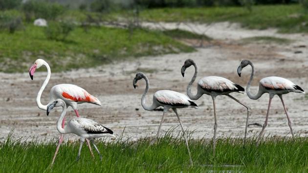 Over recent decades, the number of these birds has seen a drastic fall due to pollution caused by illegal salt-making units and over-extraction of subsurface brine around the lake. This also affects the availability of food for visiting birds. (Vipin Kumar / HT Photo) 