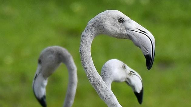 The birds depend on the thriving of blue-green algae, local insects and small fish which the flamingos and other birds depend on. A bad monsoon or deteriorating health of the lake’s waters has an adverse effect on the visiting population. (Vipin Kumar / HT Photo) 